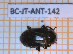  ( - BC-JT-ANT-142)  @11 [ ] Copyright (2020) Julien Touroult Museum national d'Histoire naturelle