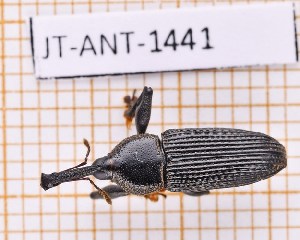  ( - JT-ANT-1441)  @11 [ ] Creative common (2022) Julien Touroult Museum national d'Histoire naturelle, Paris