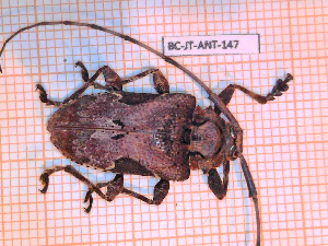  ( - BC-JT-ANT-147)  @11 [ ] Copyright (2020) Julien Touroult Museum national d'Histoire naturelle