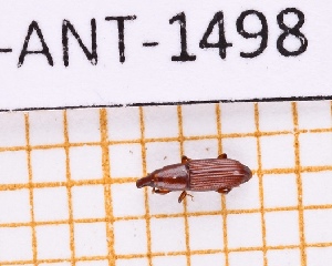  ( - JT-ANT-1498)  @11 [ ] Creative common (2022) Julien Touroult Museum national d'Histoire naturelle, Paris