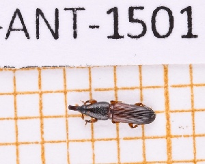  ( - JT-ANT-1501)  @11 [ ] Creative common (2022) Julien Touroult Museum national d'Histoire naturelle, Paris