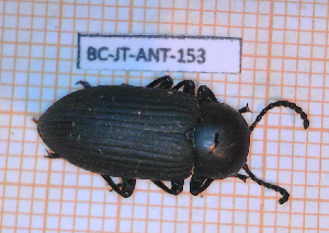 ( - BC-JT-ANT-153)  @11 [ ] Copyright (2020) Julien Touroult Museum national d'Histoire naturelle