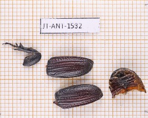  (Archophileurus mirabilis - JT-ANT-1532)  @11 [ ] Creative common (2022) Julien Touroult Museum national d'Histoire naturelle, Paris