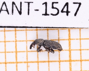  (Dryophthorus nanus - JT-ANT-1547)  @11 [ ] Creative common (2022) Julien Touroult Museum national d'Histoire naturelle, Paris