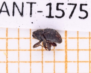  ( - JT-ANT-1575)  @11 [ ] Creative common (2022) Julien Touroult Museum national d'Histoire naturelle, Paris