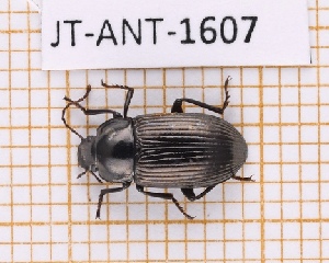  ( - JT-ANT-1607)  @11 [ ] Creative common (2022) Julien Touroult Museum national d'Histoire naturelle, Paris