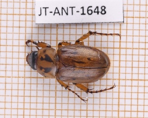  (Cyclocephala notata - JT-ANT-1648)  @11 [ ] Creative common (2022) Julien Touroult Museum national d'Histoire naturelle, Paris