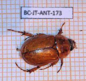  (Cyclocephala annamariae - BC-JT-ANT-173)  @11 [ ] Copyright (2020) Julien Touroult Museum national d'Histoire naturelle
