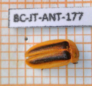  (Aspisoma superciliosum - BC-JT-ANT-177)  @11 [ ] Copyright (2020) Julien Touroult Museum national d'Histoire naturelle