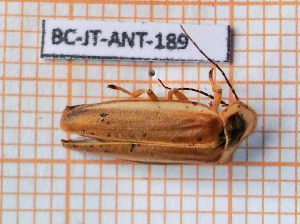  ( - BC-JT-ANT-189)  @11 [ ] Copyright (2020) Julien Touroult Museum national d'Histoire naturelle
