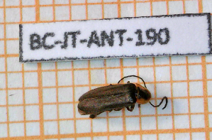  ( - BC-JT-ANT-190)  @11 [ ] Copyright (2020) Julien Touroult Museum national d'Histoire naturelle