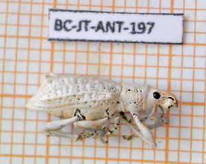  (Oxyderces - BC-JT-ANT-197)  @11 [ ] Copyright (2020) Julien Touroult Museum national d'Histoire naturelle