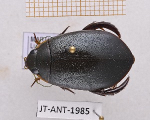  ( - JT-ANT-1985)  @11 [ ] CC-by (2023) Julien Touroult Museum national d'Histoire naturelle, Paris