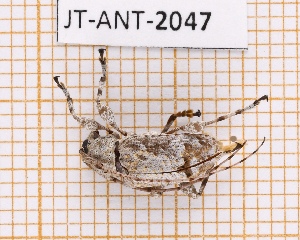  (Leptostylopsis argentatus - JT-ANT-2047)  @11 [ ] CC-by (2023) Julien Touroult Museum national d'Histoire naturelle, Paris