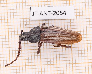  (Solenoptera sulcicollis - JT-ANT-2054)  @11 [ ] CC-by (2023) Julien Touroult Museum national d'Histoire naturelle, Paris