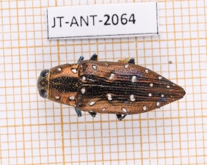  (Spectralia albonotata - JT-ANT-2064)  @11 [ ] CC-by (2023) Julien Touroult Museum national d'Histoire naturelle, Paris