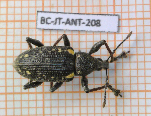  ( - BC-JT-ANT-208)  @11 [ ] Copyright (2020) Julien Touroult Museum national d'Histoire naturelle