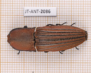  (Chalcolepidius obscurus - JT-ANT-2086)  @11 [ ] CC-by (2023) Julien Touroult Museum national d'Histoire naturelle, Paris