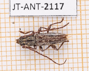  (Elaphidion costipenne - JT-ANT-2117)  @11 [ ] CC-By (2025) Julien Touroult MNHN