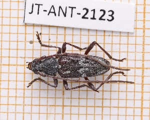  (Anelaphus fasciatum - JT-ANT-2123)  @11 [ ] CC-By (2025) Julien Touroult MNHN