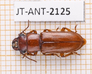  (Birandra cribrata - JT-ANT-2125)  @11 [ ] CC-By (2025) Julien Touroult MNHN