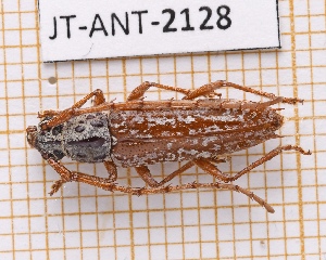  (Elaphidion splendidum - JT-ANT-2128)  @11 [ ] CC-By (2025) Julien Touroult MNHN