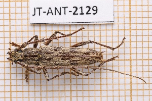  (Elaphidion iviei - JT-ANT-2129)  @11 [ ] CC-By (2025) Julien Touroult MNHN