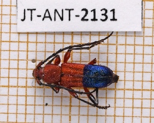  (Trichrous bicolor - JT-ANT-2131)  @11 [ ] CC-By (2025) Julien Touroult MNHN