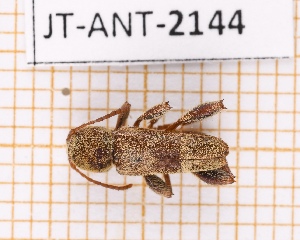  (Neoclytus podagricus - JT-ANT-2144)  @11 [ ] CC-By (2025) Julien Touroult MNHN