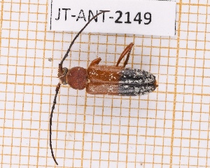  (Trichrous fisheri - JT-ANT-2149)  @11 [ ] CC-By (2025) Julien Touroult MNHN
