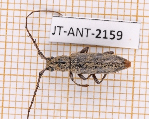  (Elaphidion tomentosum - JT-ANT-2159)  @11 [ ] CC-By (2025) Julien Touroult MNHN