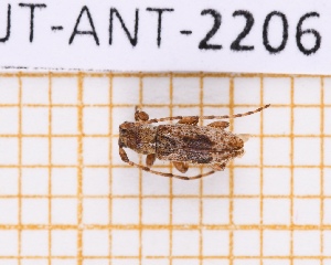  (Acrepidopterum - JT-ANT-2206)  @11 [ ] CC-By (2025) Julien Touroult MNHN