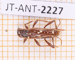  (Anopliomorpha antillara - JT-ANT-2227)  @11 [ ] CC-By (2025) Julien Touroult MNHN