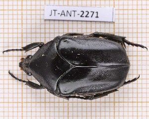  (Allorrhina scabriuscula - JT-ANT-2271)  @11 [ ] CC-By (2025) Julien Touroult MNHN