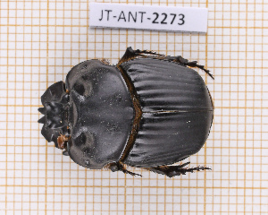  (Coprophanaeus dardanus - JT-ANT-2273)  @11 [ ] CC-By (2025) Julien Touroult MNHN