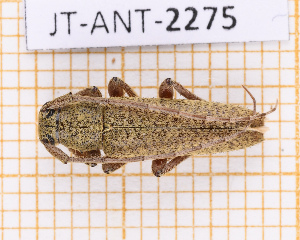  ( - JT-ANT-2275)  @11 [ ] CC-By (2025) Julien Touroult MNHN