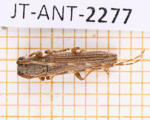  ( - JT-ANT-2277)  @11 [ ] CC-By (2025) Julien Touroult MNHN