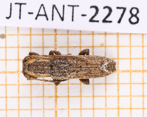  ( - JT-ANT-2278)  @11 [ ] CC-By (2025) Julien Touroult MNHN