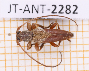  ( - JT-ANT-2282)  @11 [ ] CC-By (2025) Julien Touroult MNHN