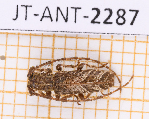  ( - JT-ANT-2287)  @11 [ ] CC-By (2025) Julien Touroult MNHN