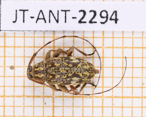  ( - JT-ANT-2294)  @11 [ ] CC-By (2025) Julien Touroult MNHN