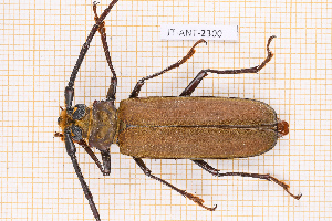  (Orthomegas cinnamomeus - JT-ANT-2300)  @11 [ ] CC-By (2025) Julien Touroult MNHN