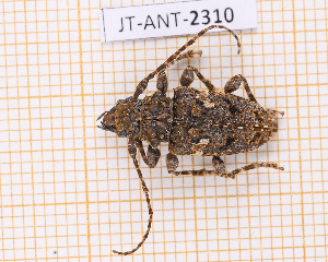  ( - JT-ANT-2310)  @11 [ ] CC-By (2025) Julien Touroult MNHN