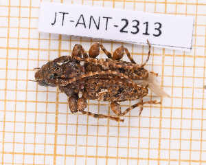  ( - JT-ANT-2313)  @11 [ ] CC-By (2025) Julien Touroult MNHN