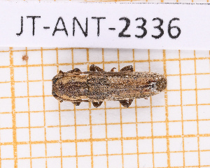  ( - JT-ANT-2336)  @11 [ ] CC-By (2025) Julien Touroult MNHN