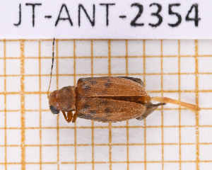  (Habrophora annulicornis - JT-ANT-2354)  @11 [ ] CC-By (2025) Julien Touroult MNHN