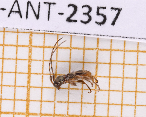  (Cyrtinus hubbardi - JT-ANT-2357)  @11 [ ] CC-By (2025) Julien Touroult MNHN