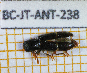  ( - BC-JT-ANT-238)  @11 [ ] Copyright (2020) Julien Touroult Museum national d'Histoire naturelle