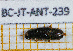  ( - BC-JT-ANT-239)  @11 [ ] Copyright (2020) Julien Touroult Museum national d'Histoire naturelle