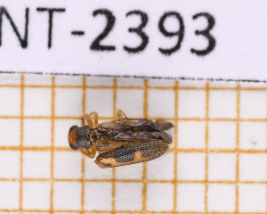  (Madoniella minor - JT-ANT-2393)  @11 [ ] CC-By (2025) Julien Touroult MNHN